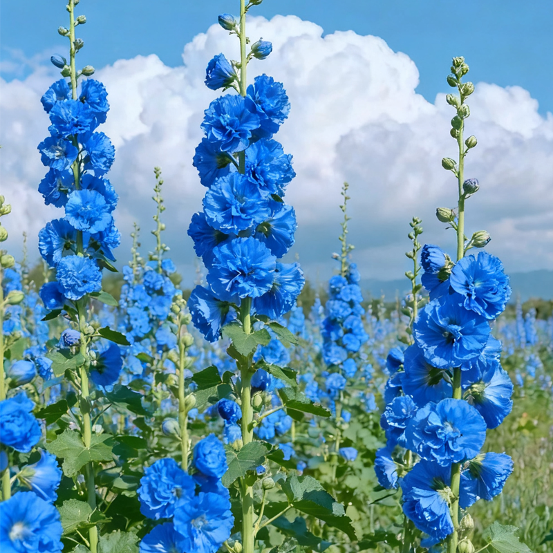 🌺 Grow Rare Double Hollyhock — The Most Wanted Flower of 2026