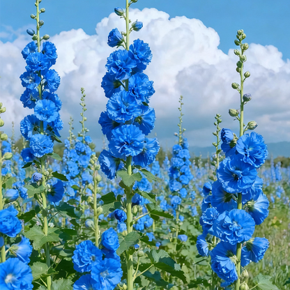 🌺 Grow Rare Double Hollyhock — The Most Wanted Flower of 2026