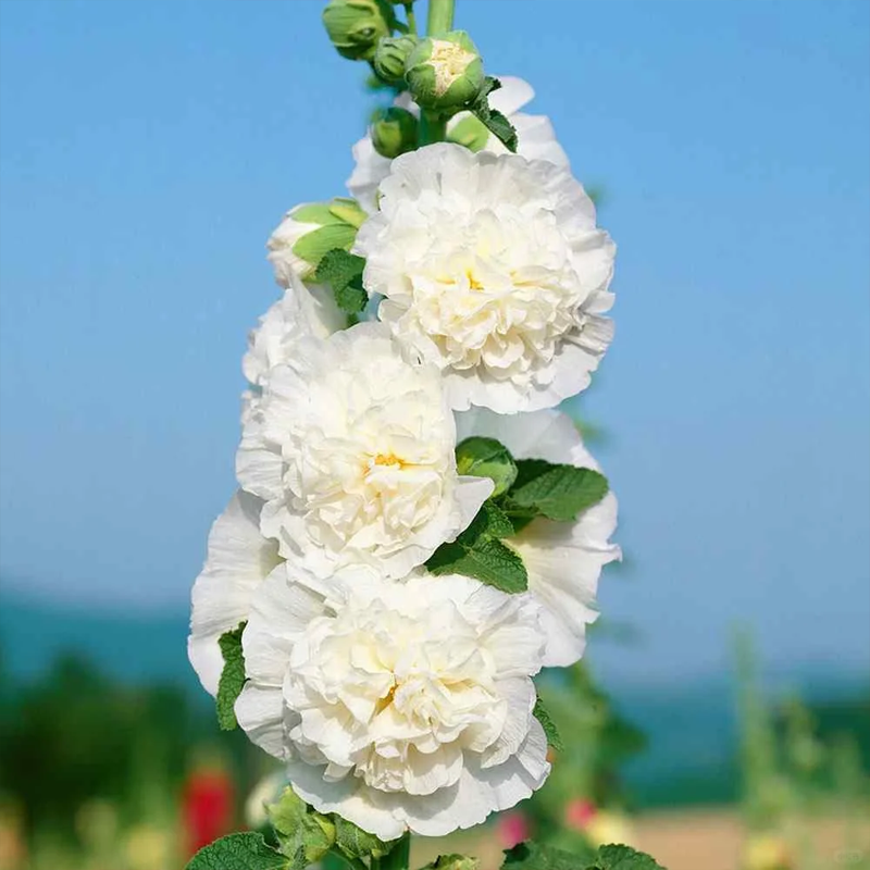 🌺 Grow Rare Double Hollyhock — The Most Wanted Flower of 2026