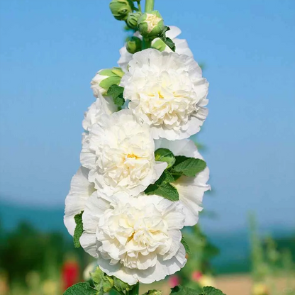 🌺 Grow Rare Double Hollyhock — The Most Wanted Flower of 2026
