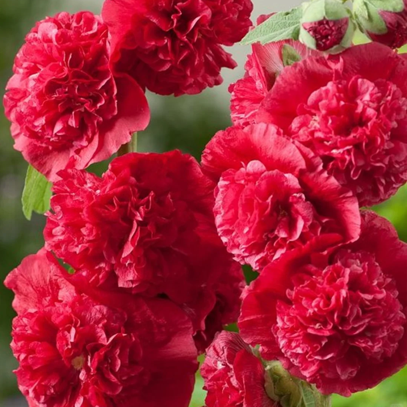 🌺 Grow Rare Double Hollyhock — The Most Wanted Flower of 2026