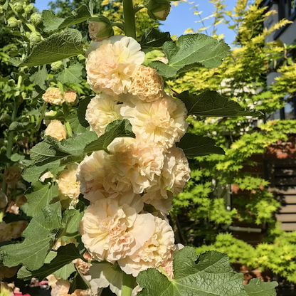 🌺 Grow Rare Double Hollyhock — The Most Wanted Flower of 2026