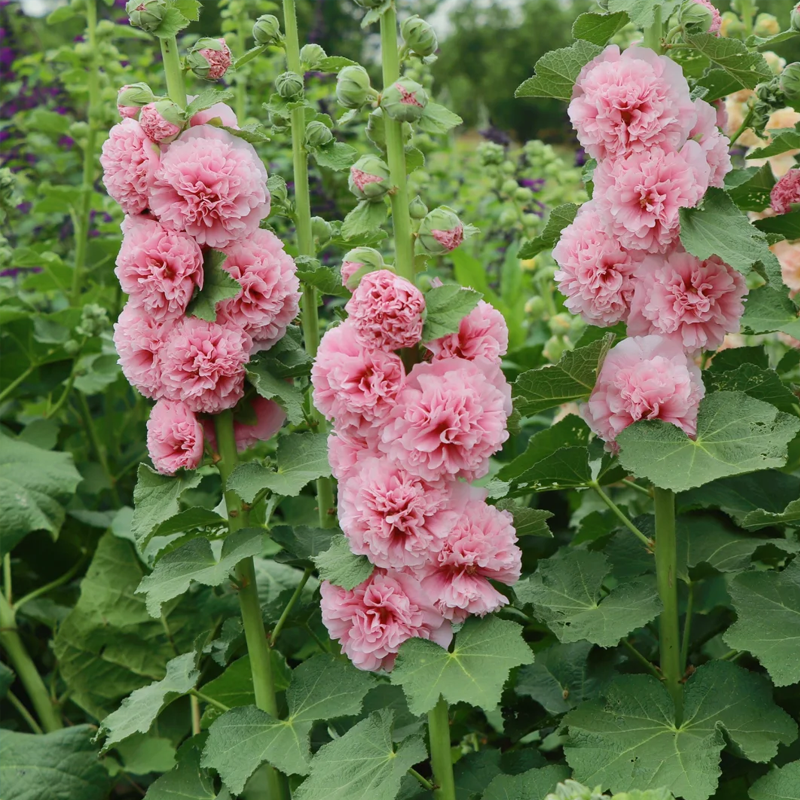 🌺 Grow Rare Double Hollyhock — The Most Wanted Flower of 2026